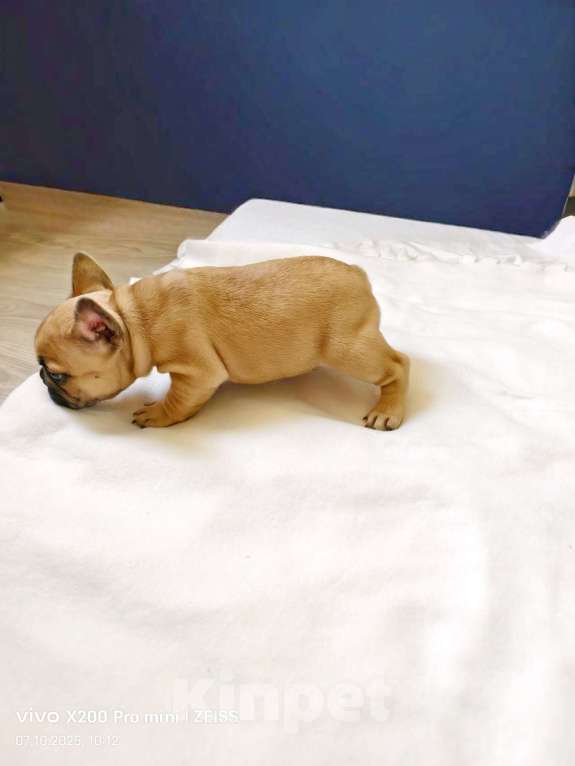 Собаки в Санкт-Петербурге: Щенок Французского бульдога Девочка, 45 000 руб. - фото 2