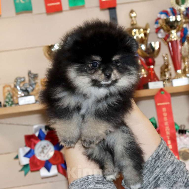 Собаки в Москве: кукольная ДЕВОЧКА из мраморной семейки Девочка, 75 000 руб. - фото 3