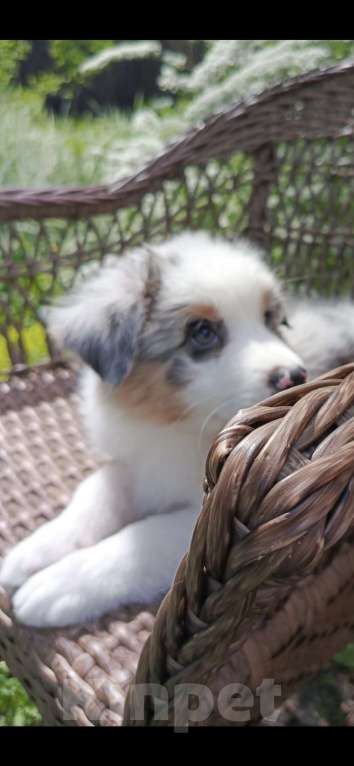 Собаки в Новокузнецке: Аусси Мальчик, 60 000 руб. - фото 5