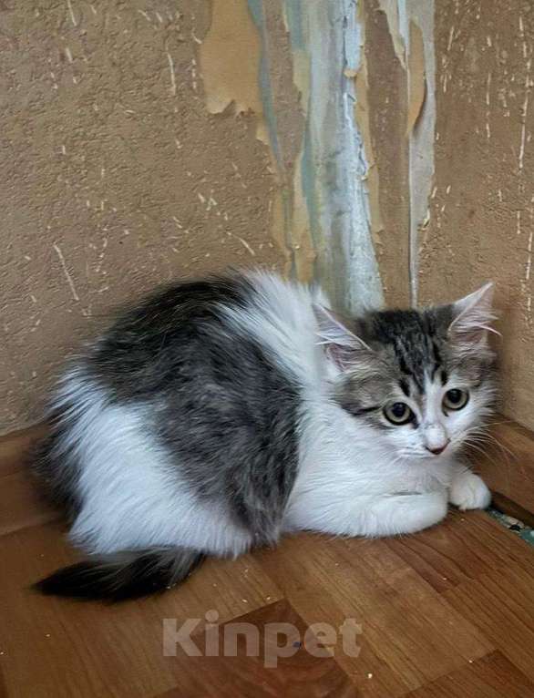 Кошки в Москве: Котёнок Ясна целыми днями одна на передержке Девочка, Бесплатно - фото 4