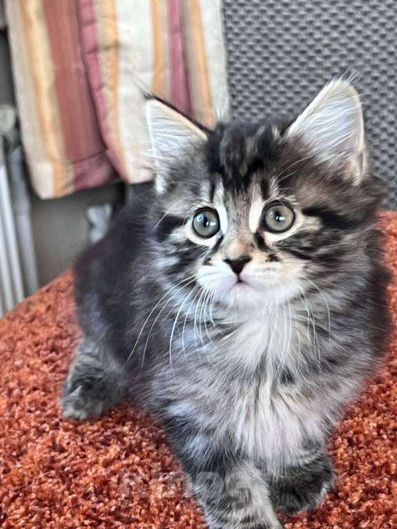 Кошки в других городах Московской области: котята курильского бобтейла Разнополые, Бесплатно - фото 5