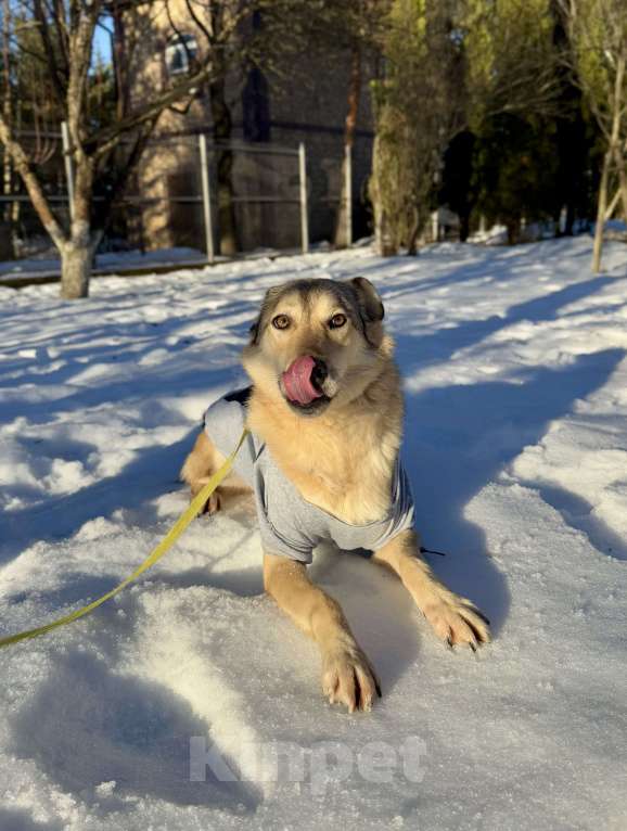 Собаки в других городах Московской области: Пес Грей ищет дом! Девочка, Бесплатно - фото 4