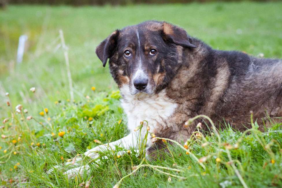 Собаки в Москве: собака из приюта в добрые руки Мальчик, Бесплатно - фото 8