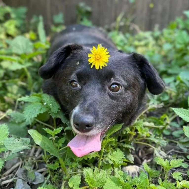 Собаки в Москве: Маленькая собачка пропадает в приюте 💔 Девочка, Бесплатно - фото 2