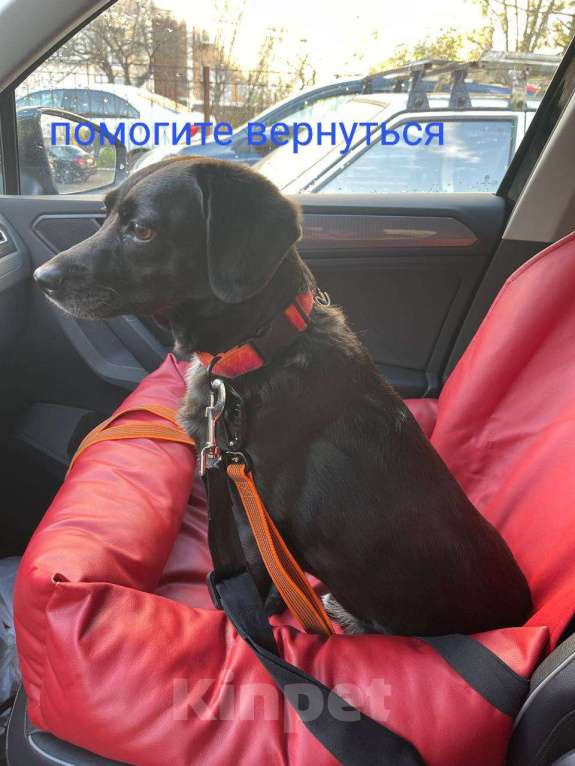 Собаки в Москве: Олли найдись!  Девочка, 100 000 руб. - фото 2