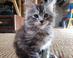 Кошки в Химках: Мейн-куны котята Девочка, 25 000 руб. - фото 1