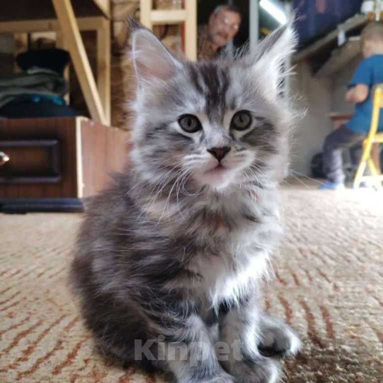 Кошки в Химках: Мейн-куны котята Девочка, 25 000 руб. - фото 1