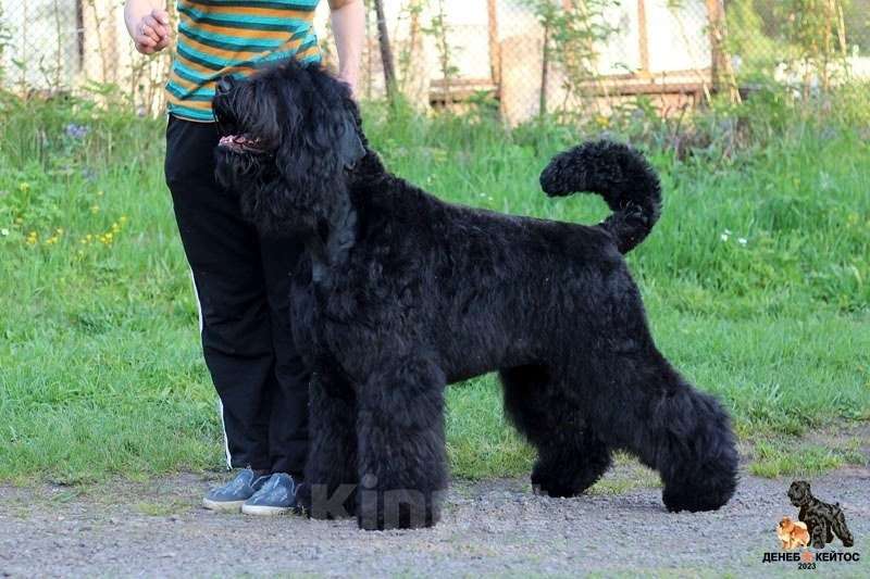 Собаки в Москве: Щенки Русского Чёрного Терьера Мальчик, 50 000 руб. - фото 8