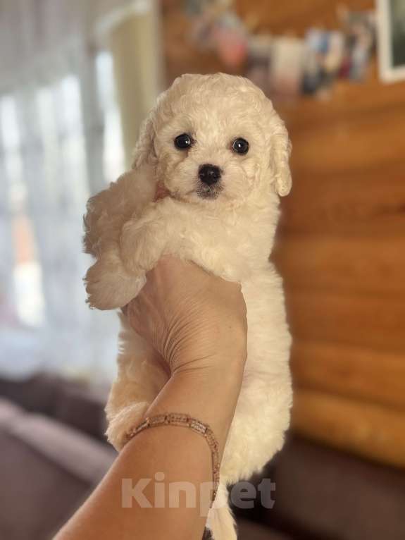 Собаки в Новосибирске: Бишончики, щенки Мальчик, 35 000 руб. - фото 1