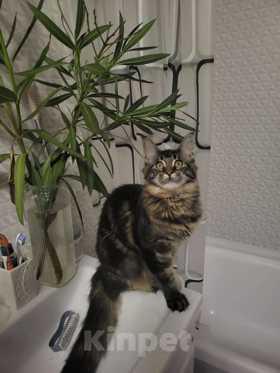 Кошки в Москве: Мейнкун Девочка, 25 000 руб. - фото 2