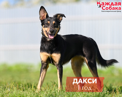 🪲 Дакси — стрекоза на счастье!