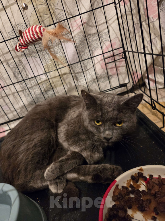 Кошки в Москве: Котик ищет семью Мальчик, Бесплатно - фото 4