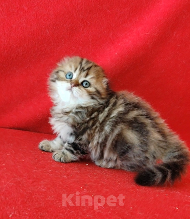 Кошки в Москве: Кошечка хайленд фолд золотая мраморная Девочка, 35 000 руб. - фото 3