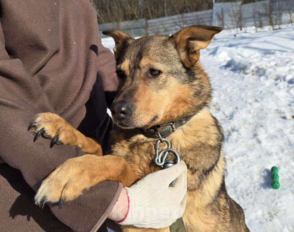 Собаки в Королеве: Милая девочка Гера ищет дом! Девочка, Бесплатно - фото 6
