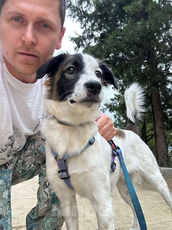 Собаки в Москве: Ласковый пёс Лаша в добрые руки Мальчик, Бесплатно - фото 2