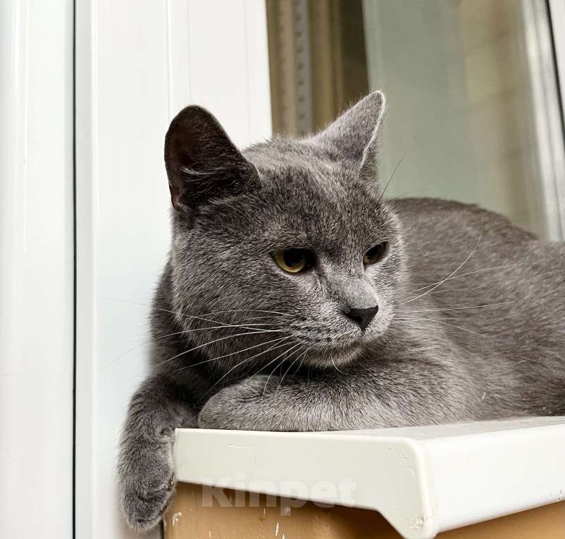 Кошки в Москве: Красивый молодой котик Сержант в добрые руки Мальчик, Бесплатно - фото 7