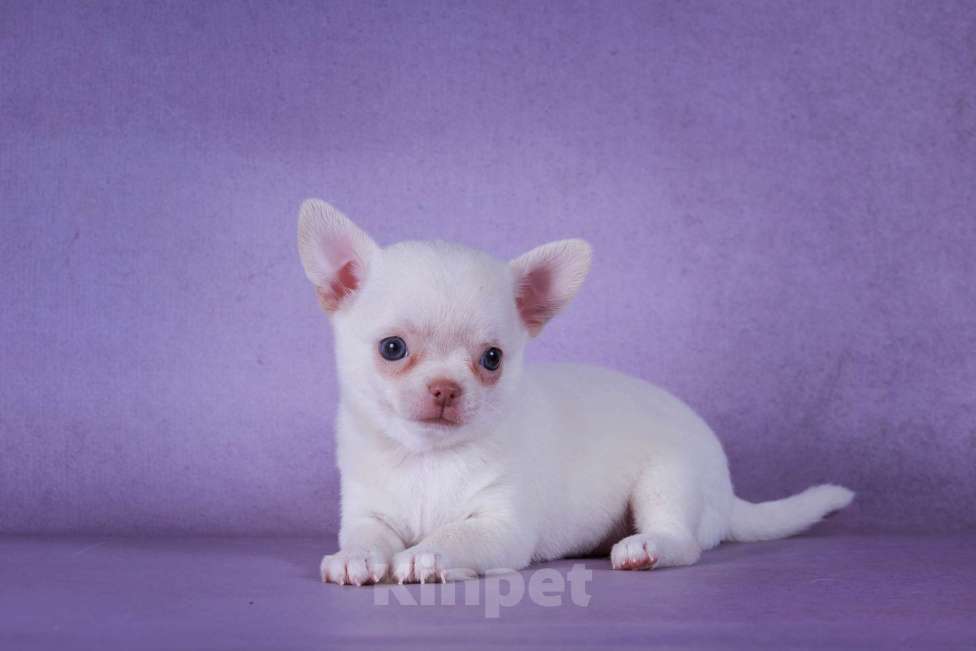 Собаки в Москве: Натуральная блондинка Девочка, 60 000 руб. - фото 3