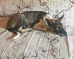 Собаки в Ростове-на-Дону: лучший щенок в добрые руки Девочка, Бесплатно - фото 10