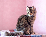 Кошки в Москве: Котята Мейн Кун, 2 000 руб. - фото 2