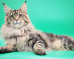 Кошки в Колпашево: Котята мейн-кун, 12 000 руб. - фото 4