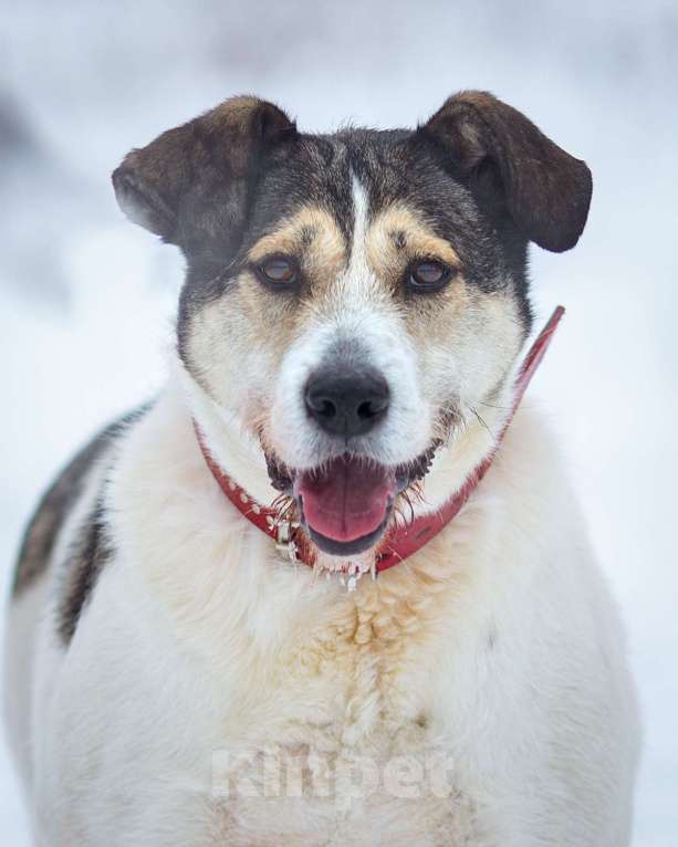 Собаки в Химках: Терьеристый мальчишка в добрые руки Мальчик, Бесплатно - фото 7