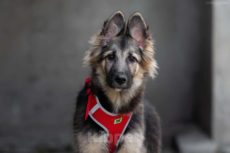 Собаки в Москве: Тайга - ваш личный медвежонок Девочка, Бесплатно - фото 7