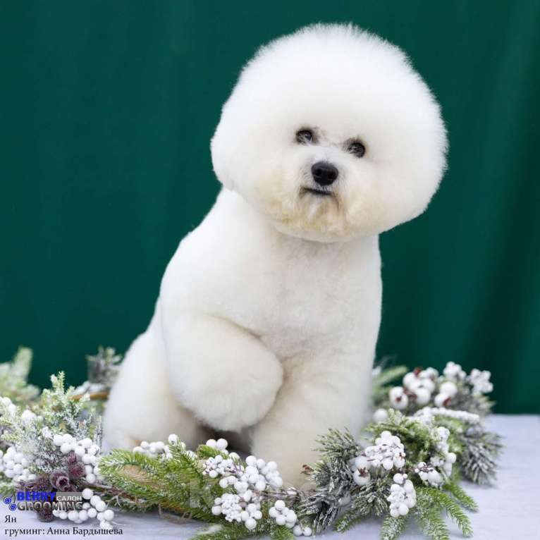 Собаки в других городах Московской области: ВЯЗКА БИШОН -ФРИЗЕ Мальчик, 1 руб. - фото 3