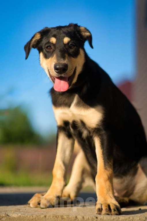 Собаки в Москве: Умняшка Принцесса — щенок в добрые руки Девочка, 1 руб. - фото 2
