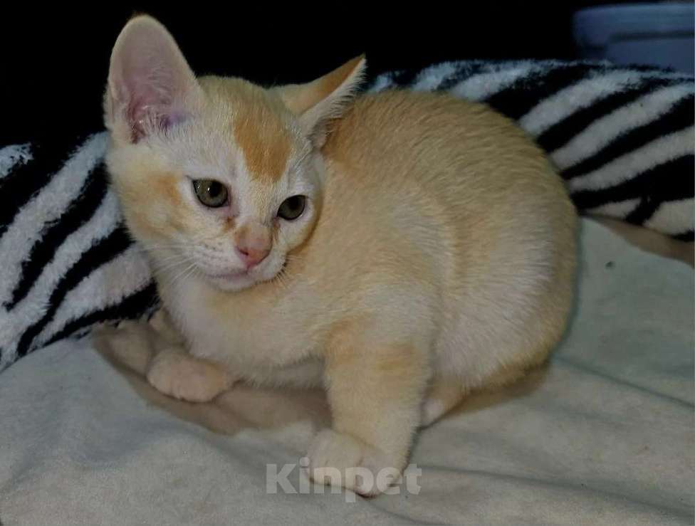 Кошки в Белгороде: Продажа Мальчик, Бесплатно - фото 5