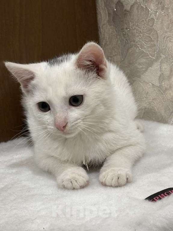 Кошки в Москве: Котята мальчики Юки и Проша в добрые руки! Мальчик, Бесплатно - фото 7