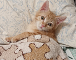 Кошки в Новосибирске: Отдам в добрые руки 🐱 Девочка, Бесплатно - фото 2