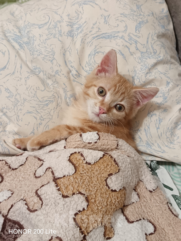 Кошки в Новосибирске: Отдам в добрые руки 🐱 Девочка, Бесплатно - фото 2