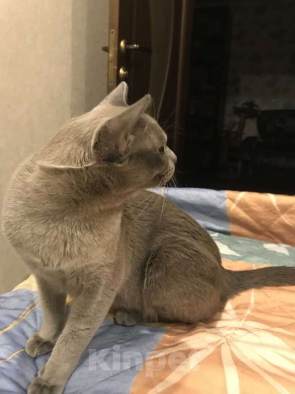 Кошки в Москве: Бурманский кот вязка Мальчик, 8 000 руб. - фото 3