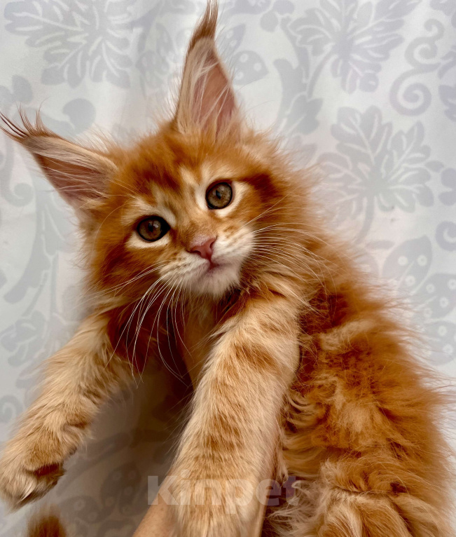 Кошки в Ярославле: Кошка Девочка, 70 000 руб. - фото 1