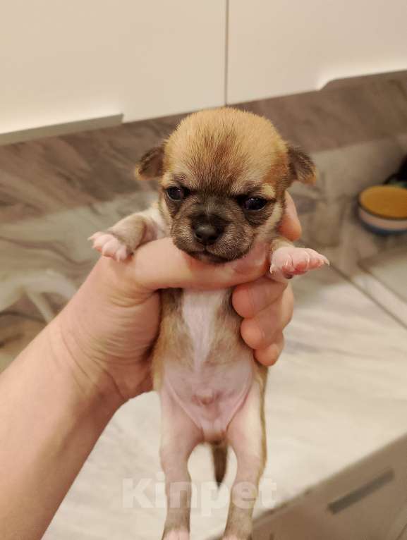 Собаки в Рязани: Щенок чихуахуа чистокровный Мальчик, 15 000 руб. - фото 5