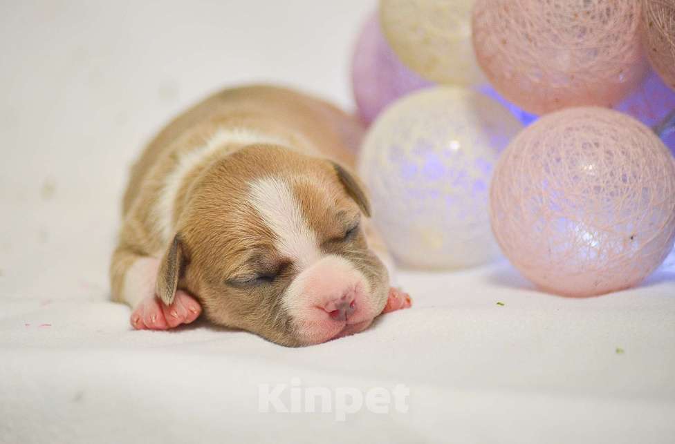Собаки в Москве: Голубо-палевая красавица амстафф Девочка, 80 000 руб. - фото 3