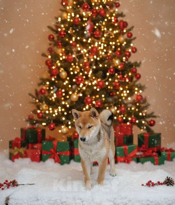 Собаки в Казани: Сиба-ину РКФ девочка  Девочка, 55 000 руб. - фото 1