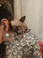 Кошки в Москве: Котенок свинкс Мальчик, 20 000 руб. - фото 9