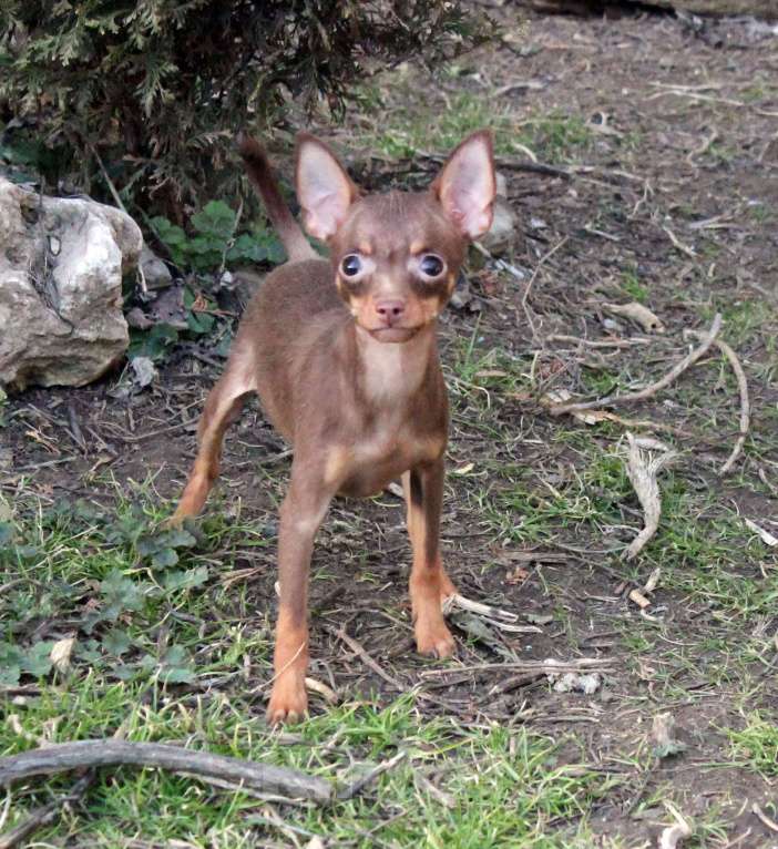 Собаки в Волгограде: Девочка - супер мини Девочка, 50 000 руб. - фото 2