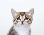 Кошки в Москве: Клюковка Девочка, Бесплатно - фото 8