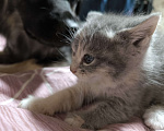 Кошки в Люберцах: Гипоалергеная кошка  Девочка, 5 000 руб. - фото 5