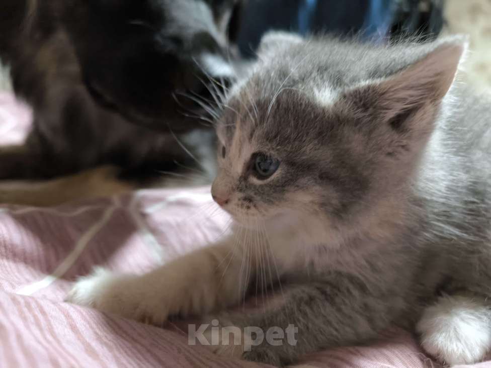 Кошки в Люберцах: Гипоалергеная кошка  Девочка, 5 000 руб. - фото 5