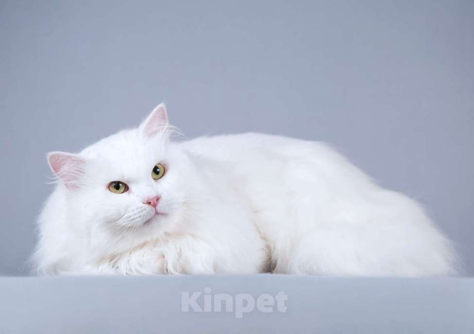 Кошки в Москве: Ласковый ангорский кот Сахарок в добрые руки Мальчик, Бесплатно - фото 1