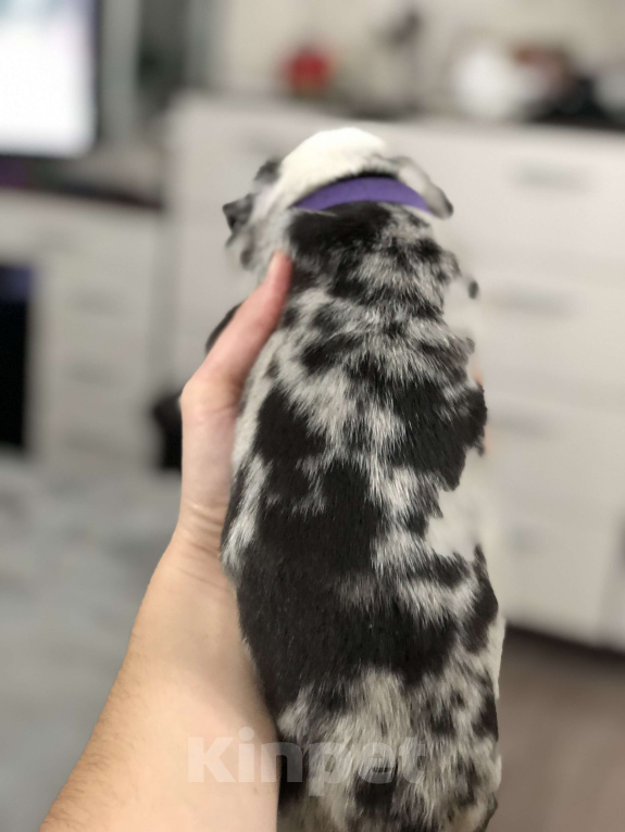 Собаки в Волгограде: Американский булли мальчик покет Мальчик, 100 000 руб. - фото 3