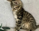 Кошки в Санкт-Петербурге: Ищем дом спасенных  с улицы котят! 🐾 Мальчик, Бесплатно - фото 6