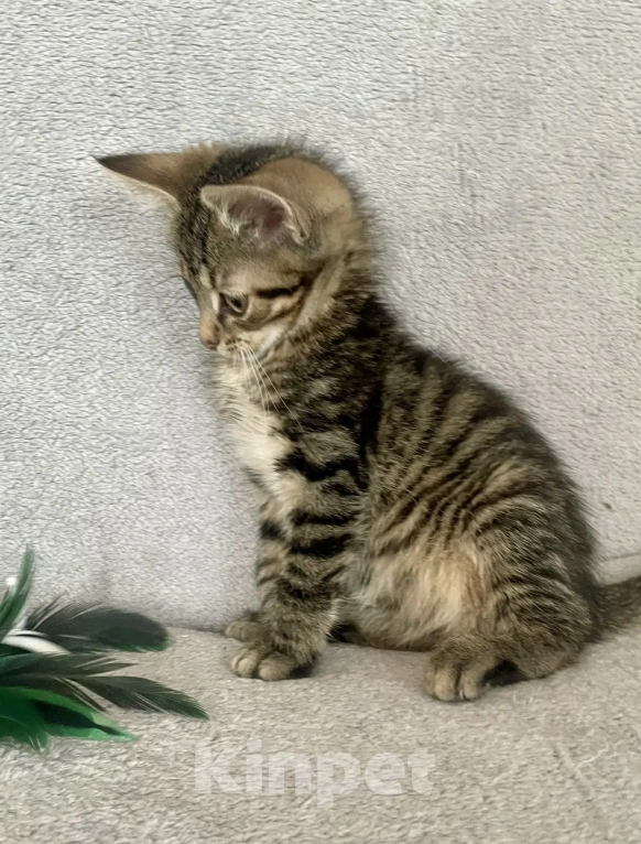 Кошки в Санкт-Петербурге: Ищем дом спасенных  с улицы котят! 🐾 Мальчик, Бесплатно - фото 6
