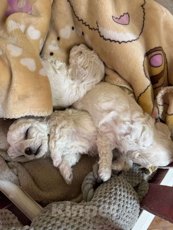 Собаки в Барнауле: Девочка РКФ Девочка, 90 000 руб. - фото 2