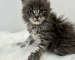 Кошки в Екатеринбурге: Голубой мальчик Мальчик, 55 000 руб. - фото 2