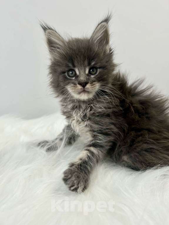 Кошки в Екатеринбурге: Голубой мальчик Мальчик, 55 000 руб. - фото 2