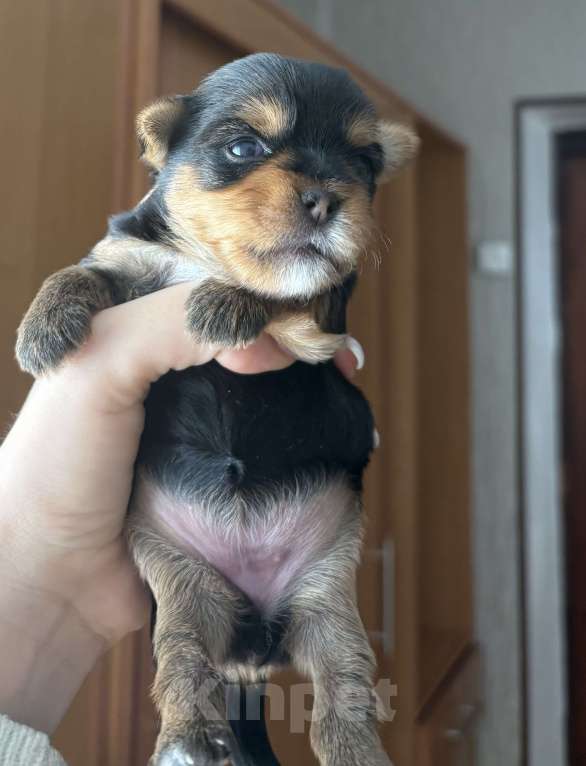 Собаки в Краснодаре: Щенок йоркширского терьера ,мини , бейби фейс Девочка, 25 000 руб. - фото 1